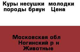 Куры-несушки, молодки породы браун › Цена ­ 500 - Московская обл., Ногинский р-н Животные и растения » Птицы   